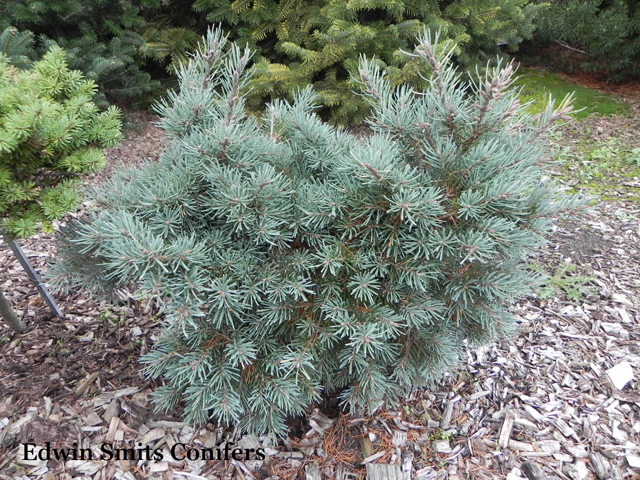 Pseudotsuga menziesii var. glauca 'Green Fairy'